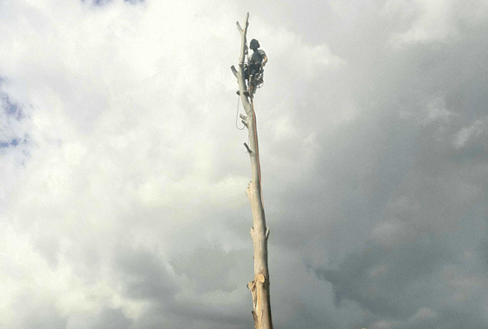 Hazardous Tree Removal in Eltham