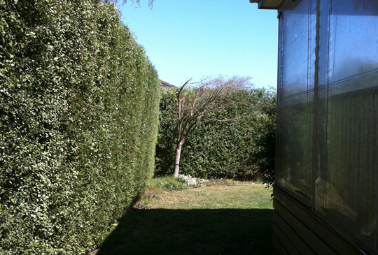 Hedge Maintenance in Eltham