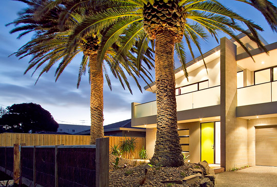 Palm Tree Trimming and Pruning in Eltham