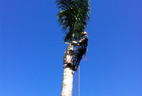 Palm Tree Pruning in Eltham
