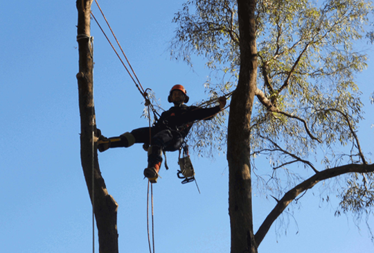 Tree Removals and Trimming in Eltham