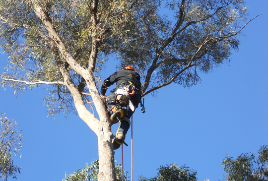 Tree Trimming in Eltham